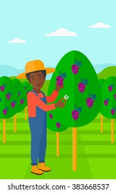 Farmer collecting grapes.