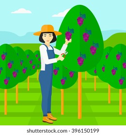 Agricultor recolectando uvas.