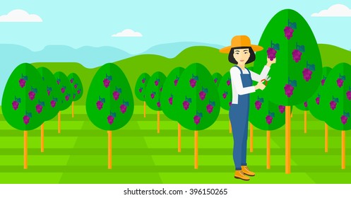 Agricultor coletando uvas.