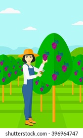 Farmer collecting grapes.