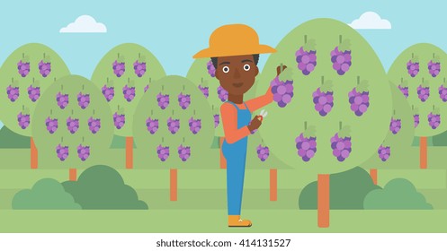 Farmer collecting grapes.