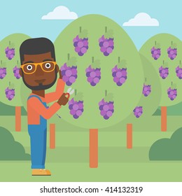 Farmer collecting grapes.