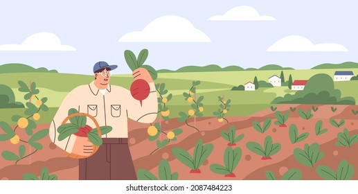 Farmer Collecting Harvest On Agriculture Field. Farm Worker In Vegetable Garden With Ripe Beets In Basket. Man In Summer Organic Plantation. Flat Vector Illustration Of Person And Rural Landscape