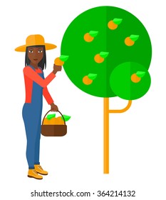 Agricultores recolectando naranjas.