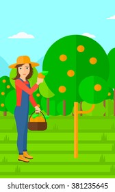 Agricultores recolectando naranjas.