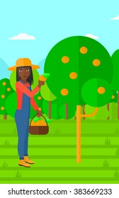 Farmer collecting oranges.