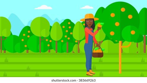Farmer collecting oranges.