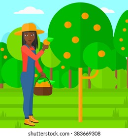 Farmer collecting oranges.