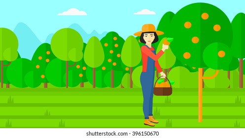 Farmer collecting oranges.