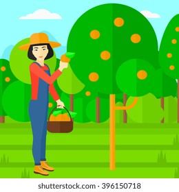Agricultor coletando laranjas.