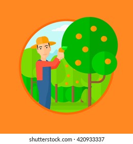 Agricultores recolectando naranjas.