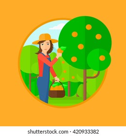 Farmer collecting oranges.