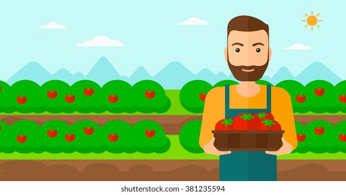 Farmer collecting tomatos.