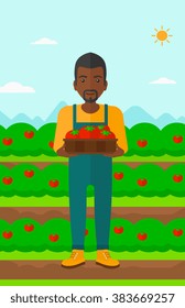 Farmer collecting tomatos.