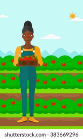 Farmer collecting tomatos.