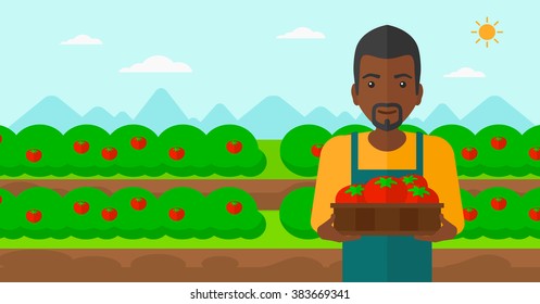 Farmer collecting tomatos.