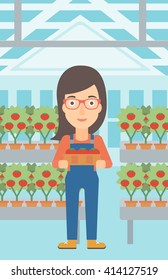 Farmer collecting tomatos.