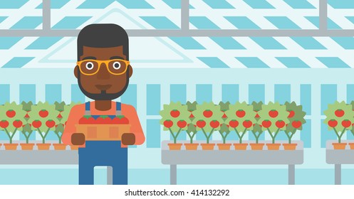 Farmer collecting tomatos.
