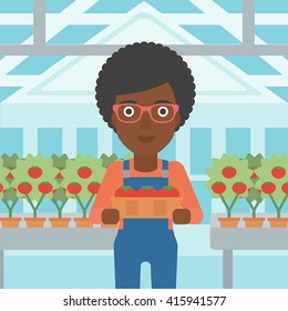 Farmer collecting tomatos.