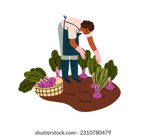 Agricultores recolectando verduras, cosechando remolacha, raíces de remolacha. La persona trabaja en el campo agrícola, cultivando alimentos, plantas. Trabajador agrícola. Ilustración vectorial plana aislada en fondo blanco