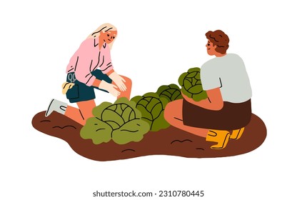 Farmer couple collecting vegetables, picking harvest, cabbages from garden bed. Family work at farm field, cultivating food crops together. Flat vector illustration isolated on white background