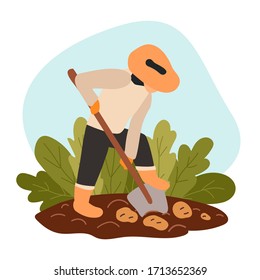 Farmer digs ripened potatoes from the soil. A man in a hat works with a shovel on the ground. Harvest outdoor vegetables. Agriculture seasonal work on field. Vector flat modern illustration.