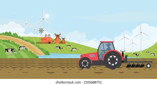 Farmer driving a tractor in farm land on rural farm, holstein cow and calves in a field, agricultural workers farming , vector illustration.