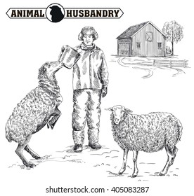 farmer feeding sheep