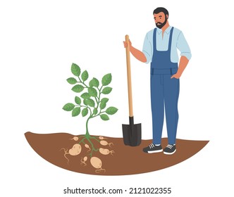 Farmer or gardener harvesting potato with shovel, flat vector illustration. Agriculture, farming.