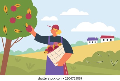 Farmer or gardener picking apples from trees in orchard, flat cartoon vector illustration. Summer or autumn apple fruit garden with rich harvest and agricultural worker.
