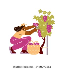 Farmer or gardener woman with basket collects ripe grapes vector flat illustration. The harvesting of wine grapes. Cartoon vineyard, winemaking process, farming agriculture business