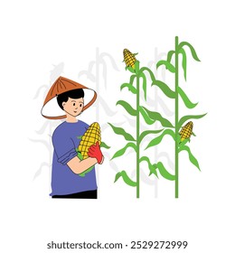A farmer gathering corn cobs from the stalks