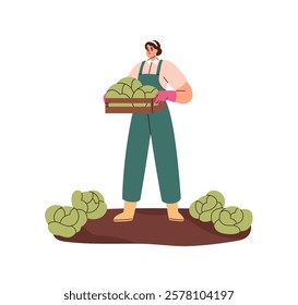 Farmer gathers cabbage, holds full wooden crate in hands. Agriculture worker picks up harvest. Woman works on farm, collects vegetables, crop. Flat isolated vector illustration on white background