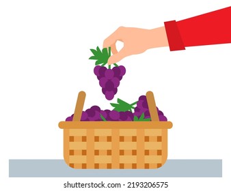 farmer hand put  a grape bunch  in wicker basket vector illustration