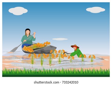 farmer harvest rice in flood paddy vector design