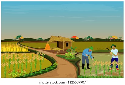 farmer harvest rice in paddy field vector design