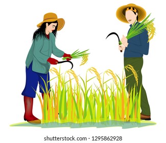 farmer harvest rice in paddy field vector design
