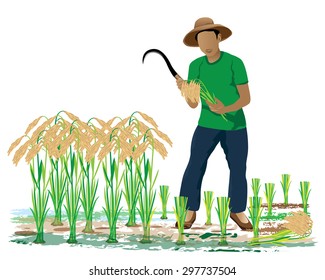 the farmer harvest rice in paddy field vector design