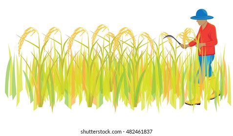 farmer harvest rice vector design