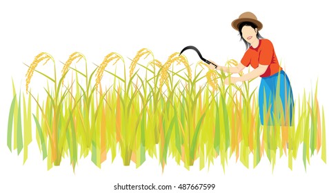 farmer harvest rice vector design