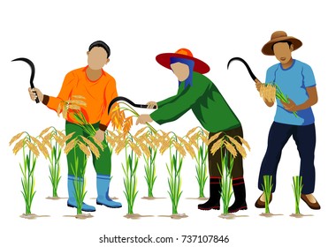 farmer harvest rice vector design