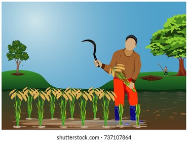 farmer harvest rice vector design