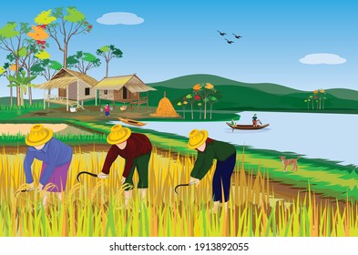 farmer harvest ricen paddy field vector design