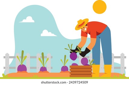 A farmer harvesting Beetroot from his farm 