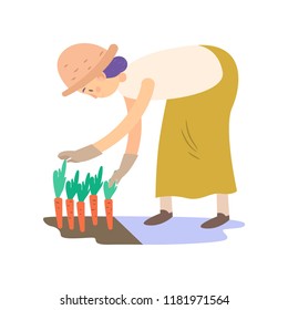 Farmer is harvesting carrots. Vector illustration isolated on white background.