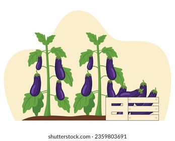 Farmer harvesting eggplant in the garden, agricultural organic vegetables. Character design. Vector data illustration