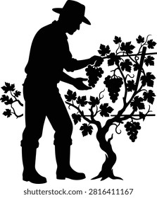 Farmer harvesting grapes, agricultural work, vineyard, food.