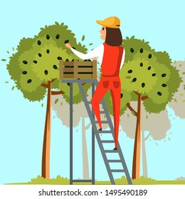 Farmer harvesting olives flat vector illustration. Male farm worker holding wooden boxes with black olives cartoon character. Cheerful gardener picking ripe Olea europaea berries in containers