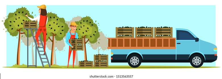 Farmer harvesting olives flat vector illustration. Male farm worker holding wooden boxes with black olives cartoon character. Cheerful gardener picking ripe Olea europaea berries in containers