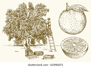 Farmer harvesting oranges in an orange tree field. Hand drawn vector illustration.